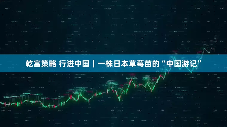 乾富策略 行进中国｜一株日本草莓苗的“中国游记”